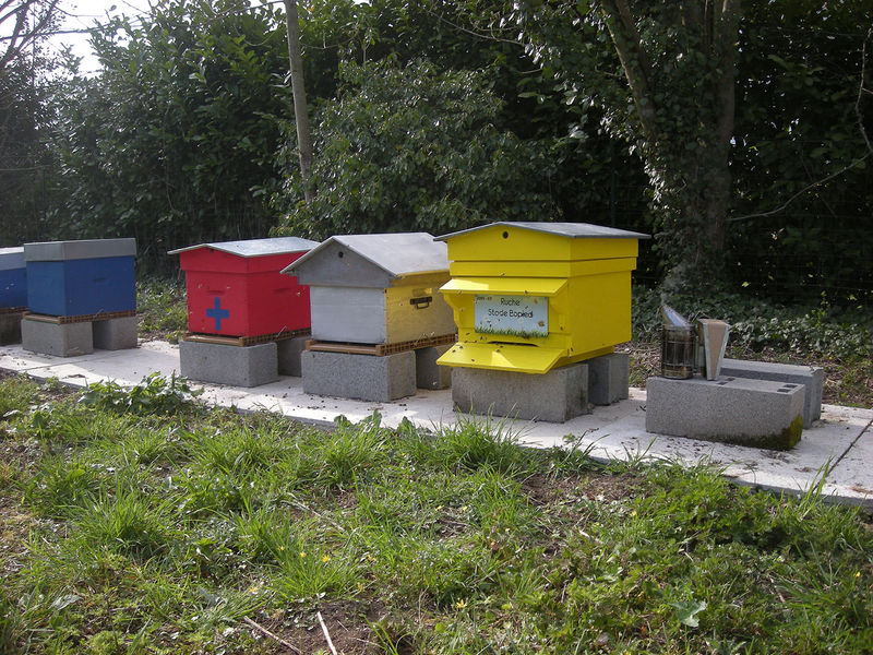 La ruche Stode Bopied